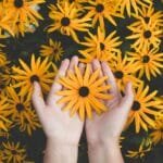 Group Tours (5 to 6 hours) 2 Close-up of hands holding vibrant yellow daisies, showcasing natural beauty and floral pattern.