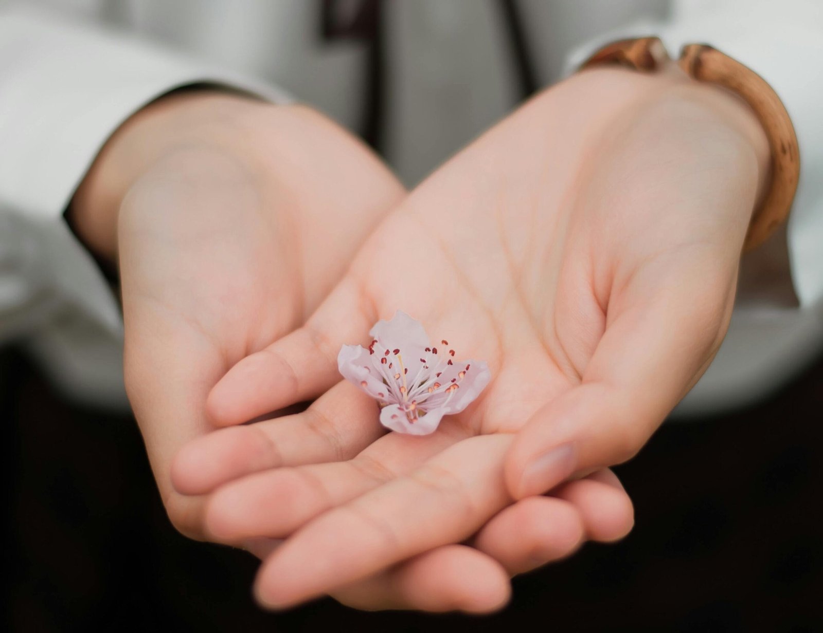 Historical Landmarks Tour Outside Fes' Old Walls 4 Close-up of hands gently holding a delicate pink flower symbolizing care and nature.