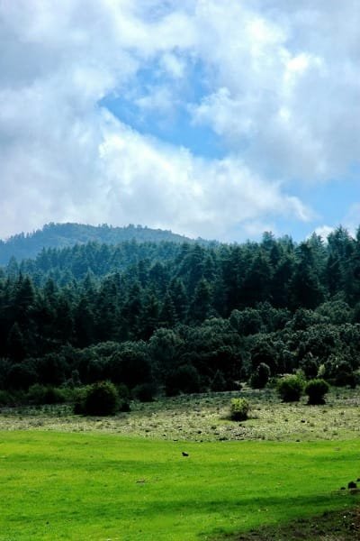 A panoramic view of the dense cedar forests and green hillsides in Ifrane National Park, showcasing the natural beauty of the Middle Atlas Mountains. This image captures the serene escape from the city bustle.