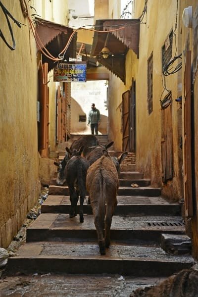 The peaceful, sunlit courtyard of a traditional Moroccan Riad or mosque in Fez, featuring Moorish arches, white pillars, a central fountain, and decorative red rugs. This image represents the hidden cultural treasures waiting to be discovered inside the city's labyrinthine 9,400+ streets and alleys.