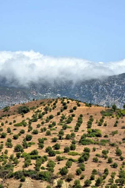 A serene landscape of rolling hills in rural Morocco, featuring orderly rows of olive trees. The image represents the authentic, peaceful rhythm of village life, where locals tend to fields and live simply, connected to the land.