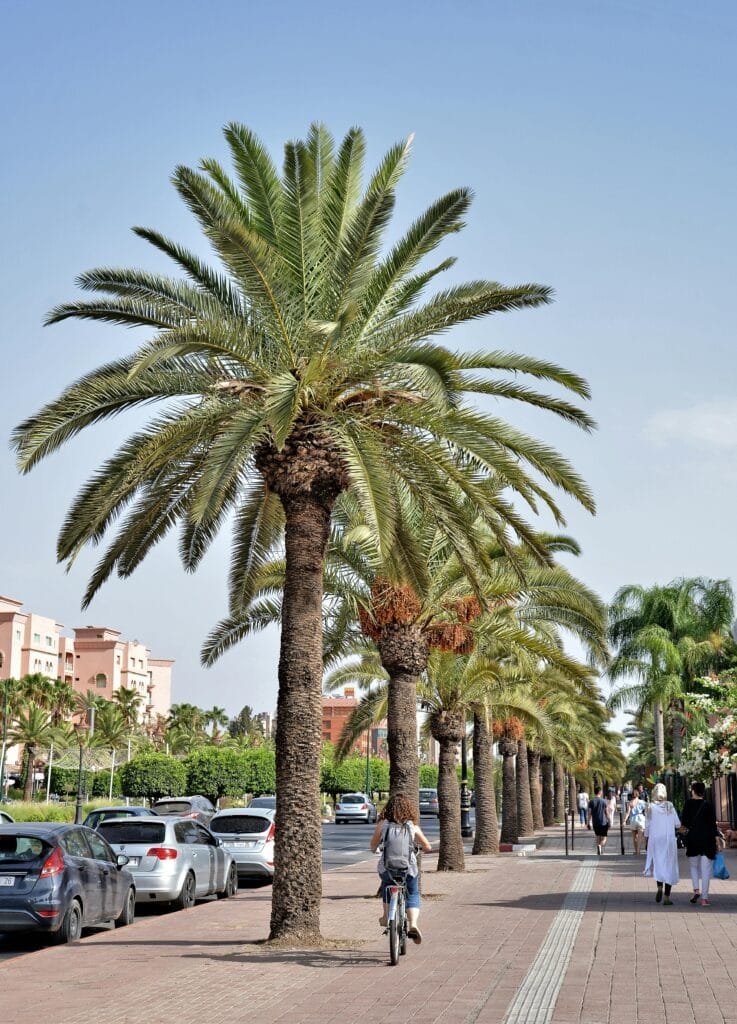 Why Morocco is the Number One Tourist Destination in Africa 39 Morocco's railway network, operated by ONCF, is one of the most advanced in Africa. The jewel in its crown is "Al Boraq," Africa's first high-speed train, connecting Tangier, Kenitra, Rabat, and Casablanca in record time. This efficient and comfortable service is ideal for inter-city travel, offering scenic views and a relaxing journey between major urban centers. Conventional trains also connect a wide range of cities, including Marrakech to Oujda.