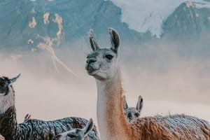 Camels crossing the Moroccan desert dunes during a custom group tour.