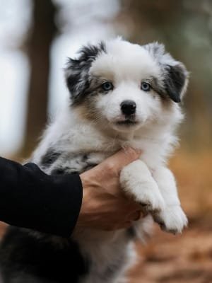 A group of happy tourists smiling with their professional guide (wearing a Djellaba) in a mountainous region, reflecting an excellent, safe, and highly recommended tourist transfer experience.